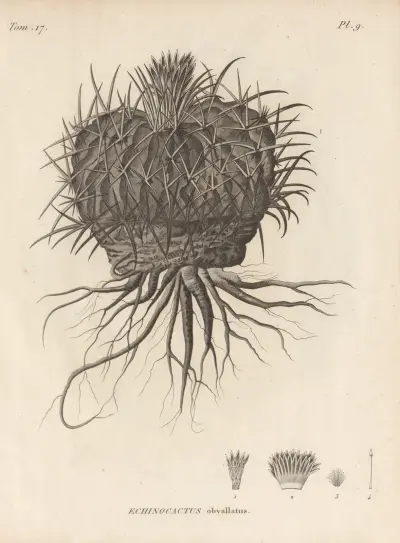 Echinocactus obvallatus av Augustin Pyramus de Candolle