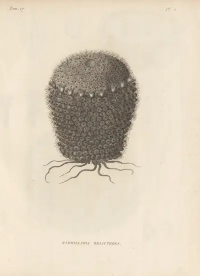 Mammillaria helicteres av Augustin Pyramus de Candolle