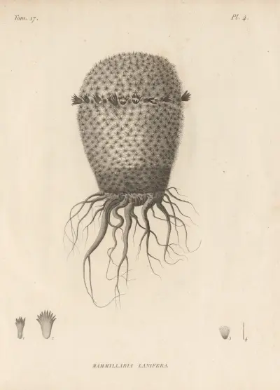 Mammillaria lanifera av Augustin Pyramus de Candolle