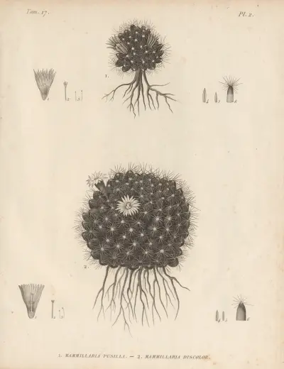 Mammillaria pusilla, Mammillaria discolor av Augustin Pyramus de Candolle