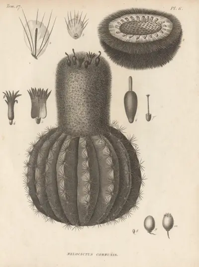 Melocactus communis av Augustin Pyramus de Candolle