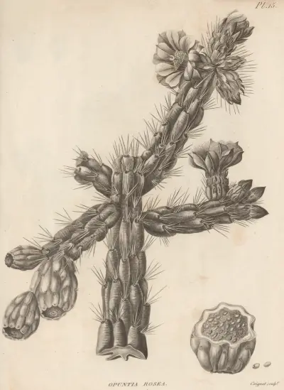 Opuntia rosea av Augustin Pyramus de Candolle