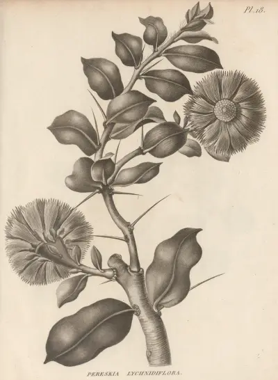Pereskia lychnidiflora av Augustin Pyramus de Candolle
