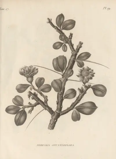 Pereskia opuntiaeflora av Augustin Pyramus de Candolle