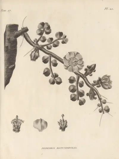 Pereskia rotundifolia av Augustin Pyramus de Candolle
