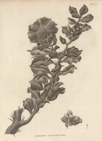 Pereskia zinniaeflora av Augustin Pyramus de Candolle