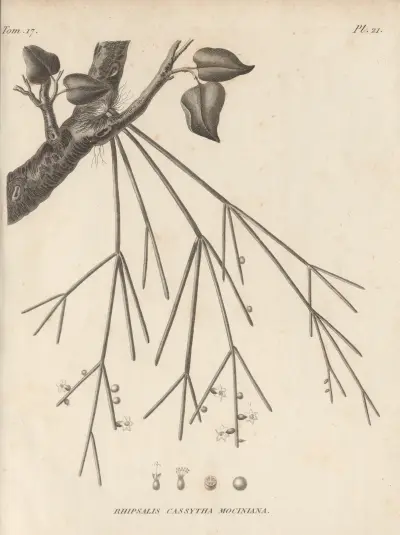 Rhipsalis cassytha mociniana av Augustin Pyramus de Candolle