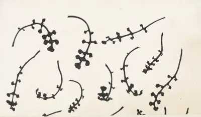 Root rosettes of the cuckoo flower von Julie de Graag