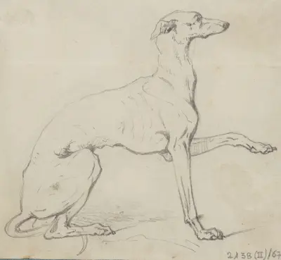 Greyhound von Nicaise De Keyser