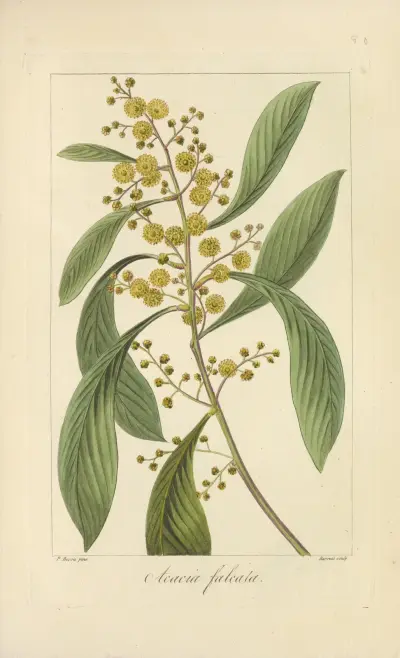 Acacia falcata av Jean Claude Michel Mordant de Launay