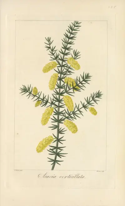 Acacia verticillata av Jean Claude Michel Mordant de Launay