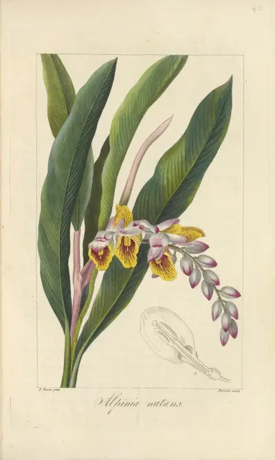 Alpinia nutans av Jean Claude Michel Mordant de Launay