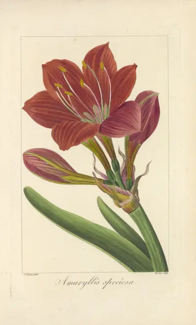 Amaryllis speciosa av Jean Claude Michel Mordant de Launay