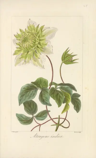 Atragene indica av Jean Claude Michel Mordant de Launay