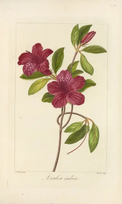 Azalea indica von Jean Claude Michel Mordant de Launay