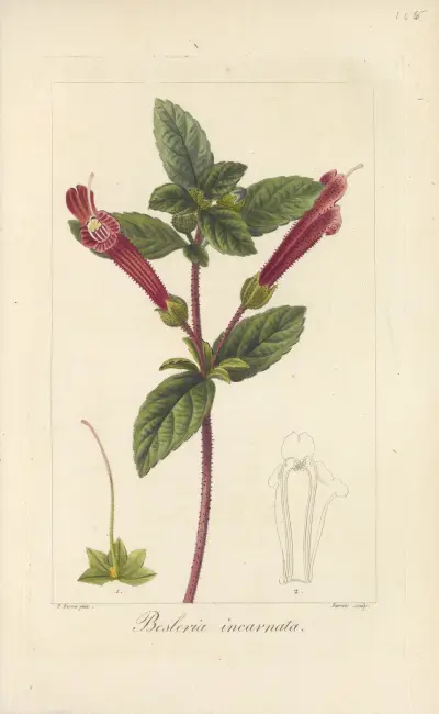 Besleria incarnata, Jean Claude Michel Mordant de Launay