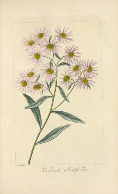 Boltonia glastifolia av Jean Claude Michel Mordant de Launay