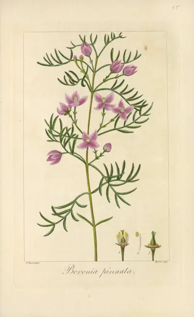 Boronia pinnata, Jean Claude Michel Mordant de Launay