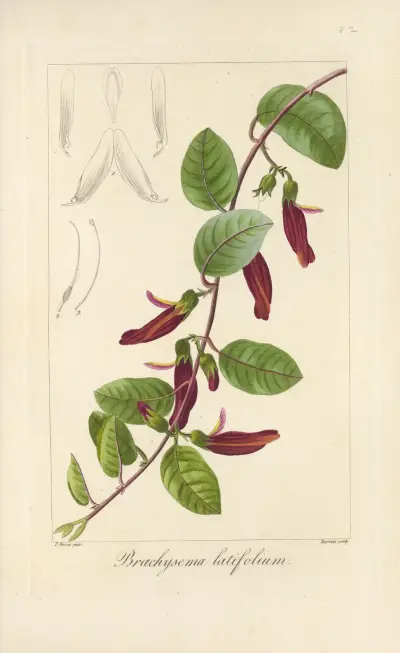 Brachysema latifolium av Jean Claude Michel Mordant de Launay