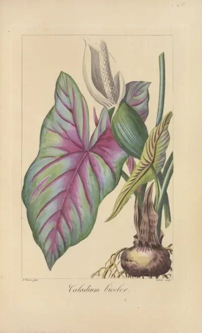 Caladium bicolor von Jean Claude Michel Mordant de Launay