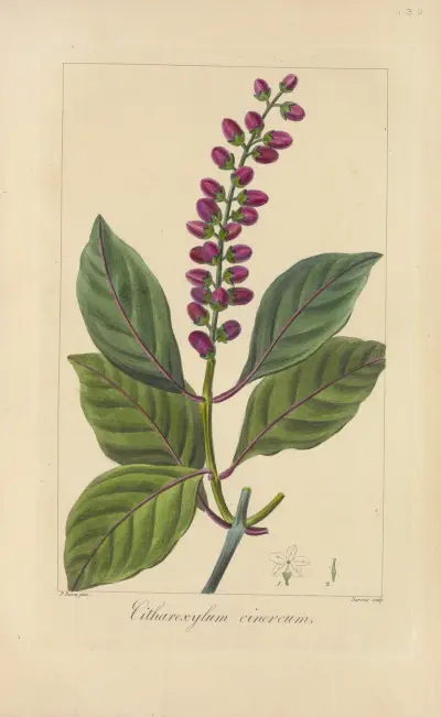 Citharexylum cinereum, Jean Claude Michel Mordant de Launay