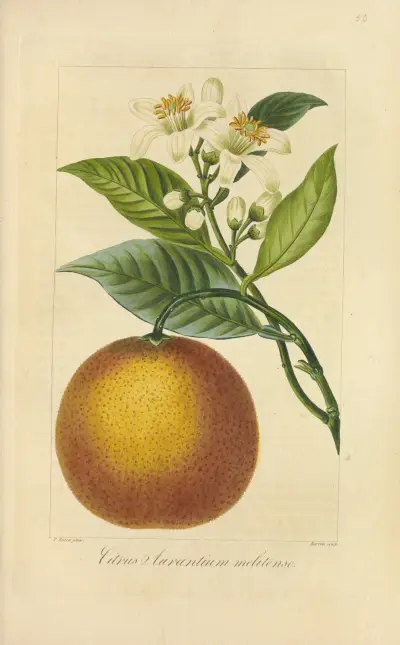 Citrus aurantium melitense, Jean Claude Michel Mordant de Launay