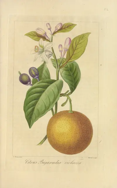Citrus bigaradia violacea, Jean Claude Michel Mordant de Launay