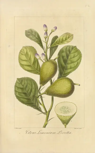 Citrus limonium peretta av Jean Claude Michel Mordant de Launay