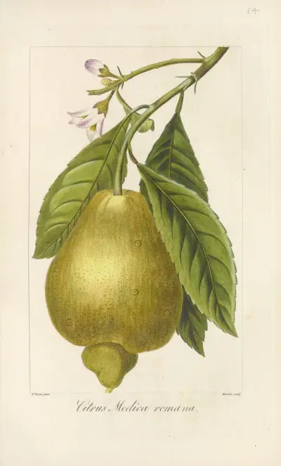 Citrus medica romana av Jean Claude Michel Mordant de Launay