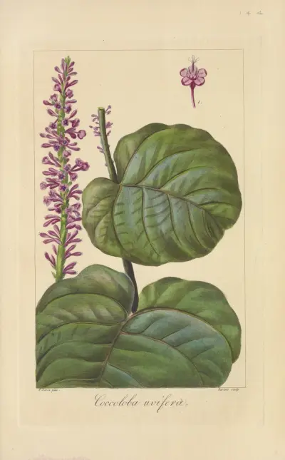 Coccoloba uvifera, Jean Claude Michel Mordant de Launay