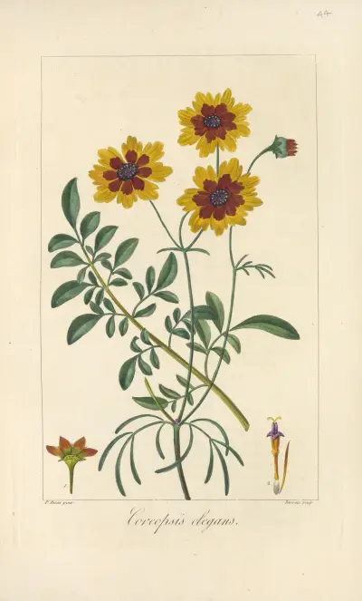 Coreopsis elegans av Jean Claude Michel Mordant de Launay