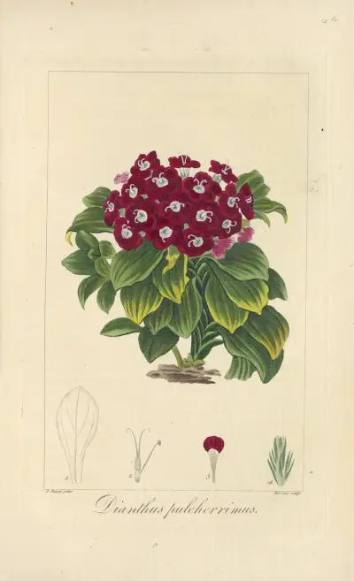 Dianthus pulcherrimus, Jean Claude Michel Mordant de Launay