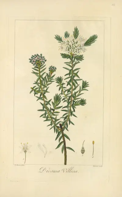 Diosma villosa av Jean Claude Michel Mordant de Launay