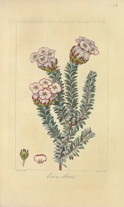 Erica obbata av Jean Claude Michel Mordant de Launay