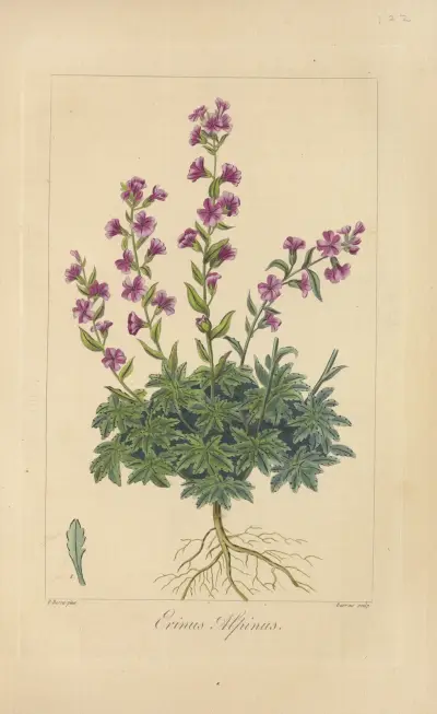Erinus alpinus av Jean Claude Michel Mordant de Launay