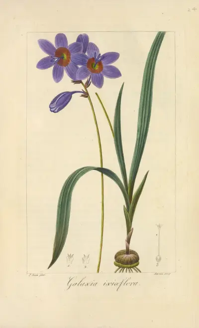 Galaxia ixiæflora, Jean Claude Michel Mordant de Launay