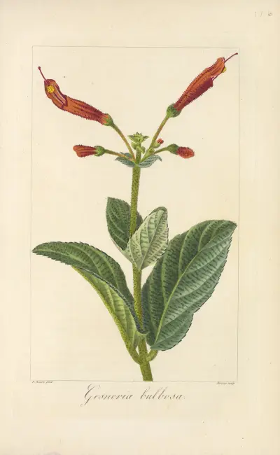 Gesneria bulbosa, Jean Claude Michel Mordant de Launay