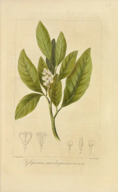 Glycomis madagascariensis av Jean Claude Michel Mordant de Launay