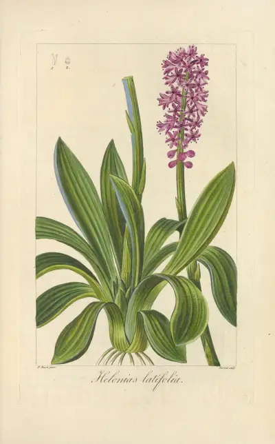 Helonias latifolia, Jean Claude Michel Mordant de Launay