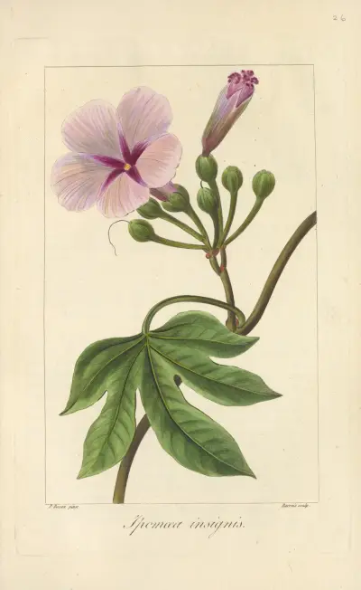 Ipomæa insignis. Y av Jean Claude Michel Mordant de Launay
