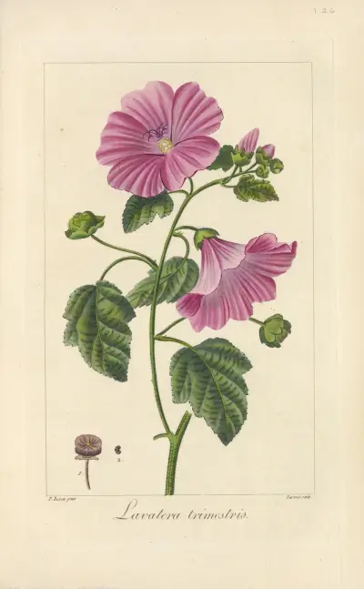Lavatera trimestris, Jean Claude Michel Mordant de Launay