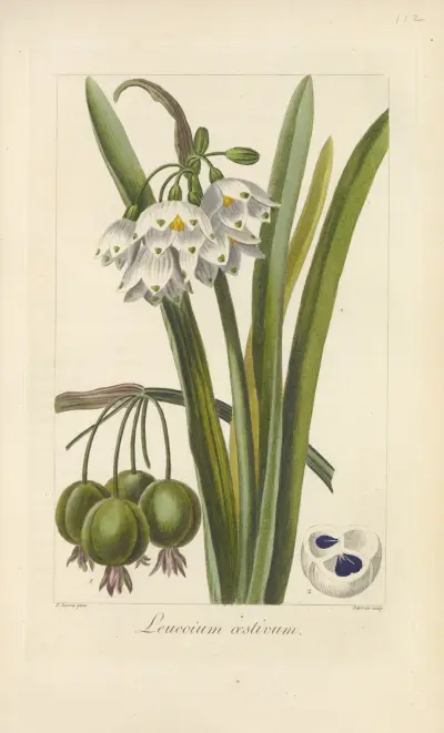 Leucoium æstivum, Jean Claude Michel Mordant de Launay