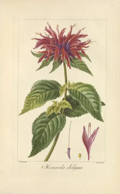 Monarda didyma av Jean Claude Michel Mordant de Launay