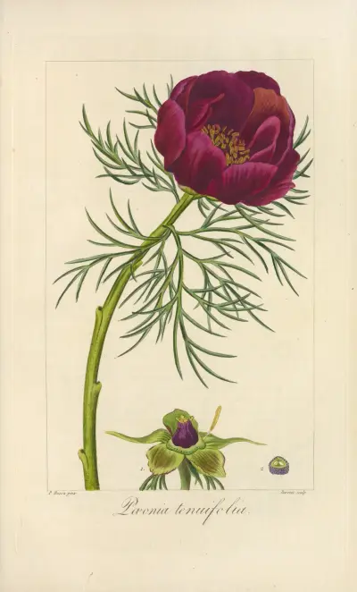 Pæonia tenuifolia av Jean Claude Michel Mordant de Launay