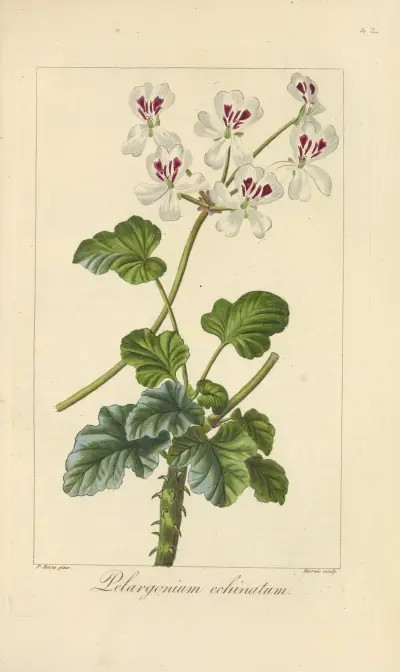 Pelargonium echinatum av Jean Claude Michel Mordant de Launay