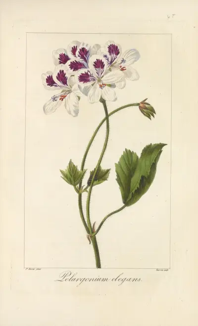 Pelargonium elegans, Jean Claude Michel Mordant de Launay