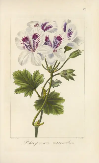 Pelargonium macranthon av Jean Claude Michel Mordant de Launay