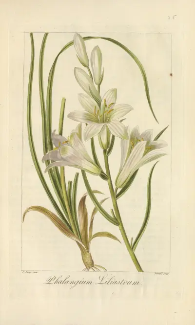 Phalangium liliastrum av Jean Claude Michel Mordant de Launay
