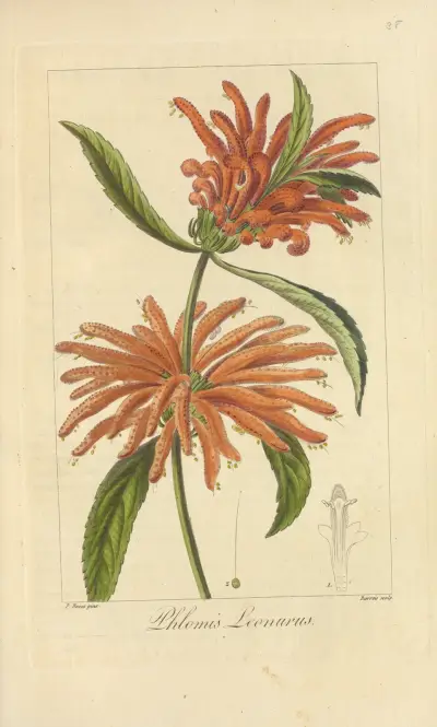 Phlomis leonurus av Jean Claude Michel Mordant de Launay