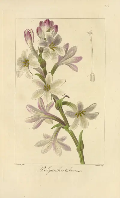 Polyanthes tuberosa av Jean Claude Michel Mordant de Launay